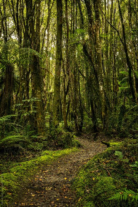 Walking Path Through Lush Rainforest By Stocksy Contributor Odyssey