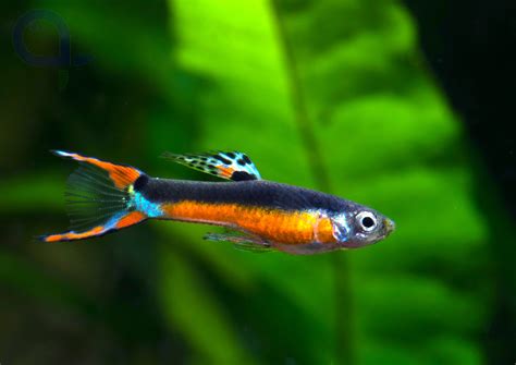 Der endler guppy (poecilia wingei)ist ein kleiner und friedlicher aquariumfisch. Endler Guppy -Paar- Santa Maria Bleeding Heart - Poecilia ...