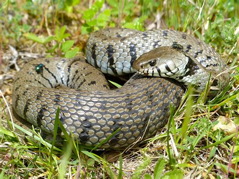 Grass Snake Simple English Wikipedia The Free Encyclopedia