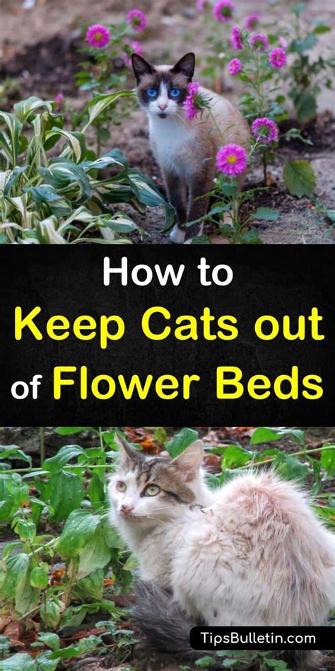 Keep cats away from porch. 7 Clever Ways to Keep Cats Out of Flower Beds | Flower ...