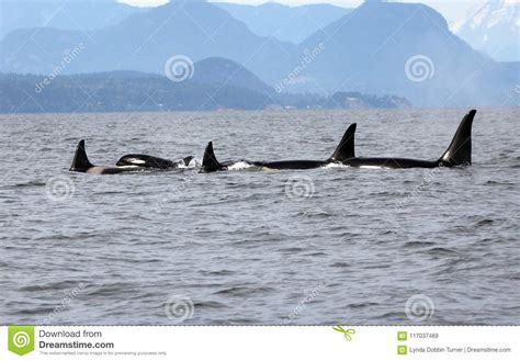 Pod Of Resident Orcas Of The Coast Near Sechelt Bc Stock
