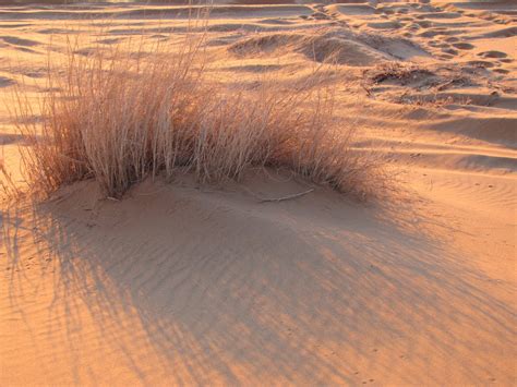 Plants In The Sahara Desert Trevors Travels