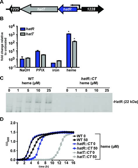 The Hatrt Operon Responds To And Relieves Heme Toxicity A Schematic