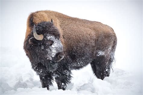 Large Brown Horned Bison Buffalo Covered In Snow In Yellowstone