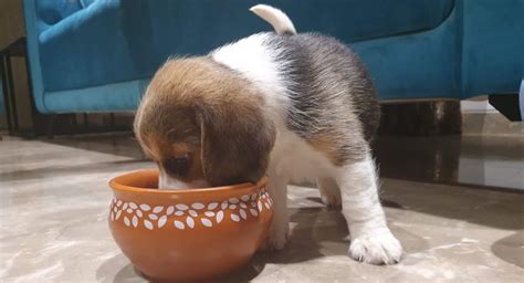 It doesn't hurt to keep him on puppy food longer than needed to make sure he's getting all the nutrients he needs as a developing dog. Beagle Feeding Guide: Age wise Diet Chart, Quantity and ...