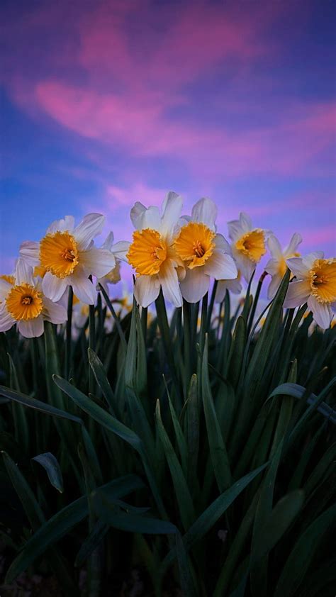 1920x1080px 1080p Free Download Blooming Daffodils Daffodils