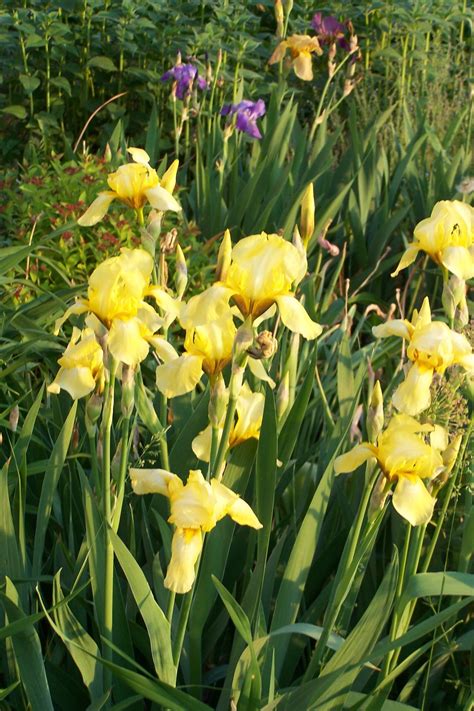 Yellow Iris Daylilies Plants Soil
