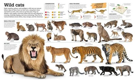 Types Of Wild Cats