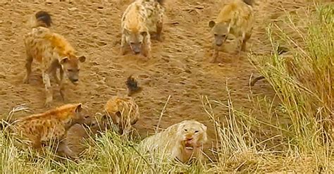 Rare And Precious Black Hyenas Appear On African Grasslands