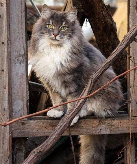 Adopting Norwegian Forest Cat From The Street Turkish People Are