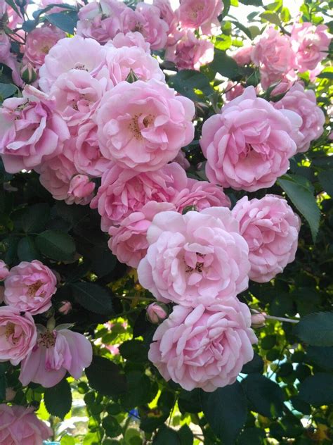 Pin By Tatiana On Шикарные розы Beautiful Roses Rose Flowers