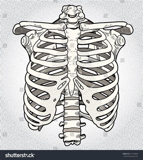 Ribcage 库存矢量图（免版税）271733069 Shutterstock Skeleton Drawings Anatomy