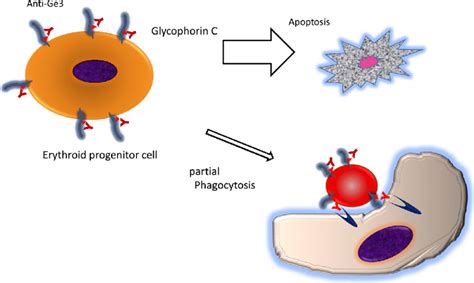 Anti Ge3 Mediated Fetal Erythroid Progenitor Cell Apoptosis Maternal