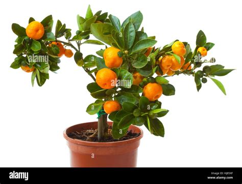 Small Citrus Tree In The Pot Isolated On White Stock Photo Alamy