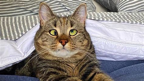 Cross Eyed Cat Is Living Her Best Life Now Youtube