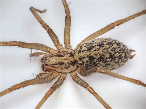 Giant Sex Starved Spiders Are Moving Into Edinburgh Houses To Mate