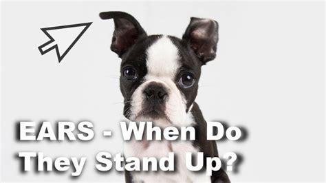 When Will Your Boston Terriers Ears Stand Up Ears 101 Youtube