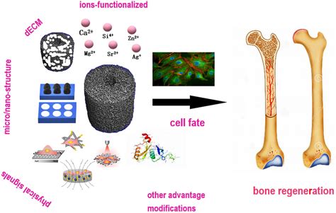 A Review Of Biomimetic Scaffolds For Bone Regeneration Toward A Cell‐free Strategy Jiang