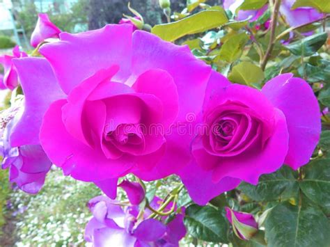 Lilac Roses Blooming Stock Image Image Of Botany Plants 118055429