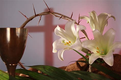 The Easter Lily A Symbol Of Hope Brookshire Brothers