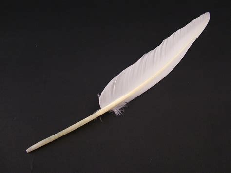 Goose Quill Wing Pointer Feather Gqu Jaffe