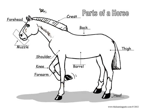 Horse Anatomy Worksheet For Kids Anatomy Worksheets