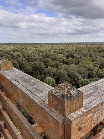 .enjoyed a guided walk to the canopy walkway at myakka river state park led by dr. Myakka Canopy Walkway (Sarasota) - 2020 All You Need to ...