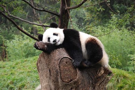 V Thajsku Náhle Uhynula Dlouhodobě Zapůjčená Panda Velká Ekolistcz