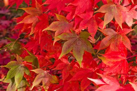 Red Maple Leaves Stock Photo Image Of Autumn Nature 46605446
