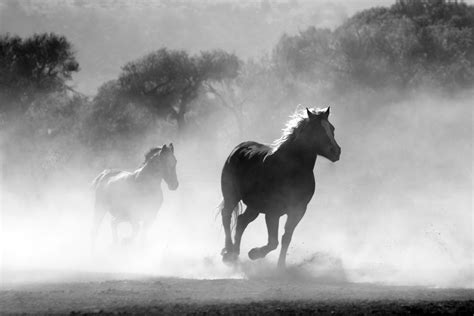 Free Images Nature Black And White Mist Motion Wild Weather
