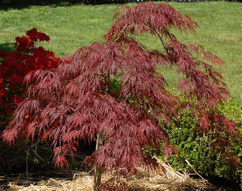 Dwarf Japanese Maple Tree Care