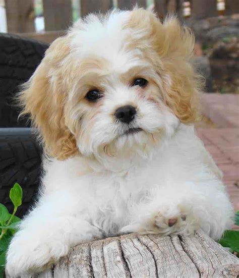 One of our beautiful cavapoo puppies! Cavachon designer dog breed - King Charles Spaniel x ...