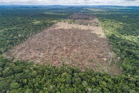 deforestation in the amazon rainforest emr ac uk