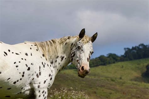 7 Horse Breeds With Spotted Coats