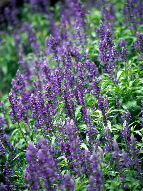 Salvias Also Called Sages Are Easy To Grow Bloom Abundantly And