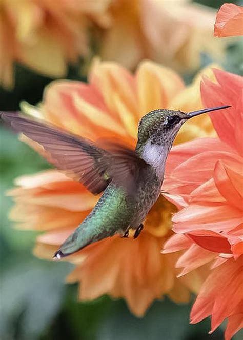 680 Best Hummingbirds Images On Pinterest Little Birds Exotic Birds