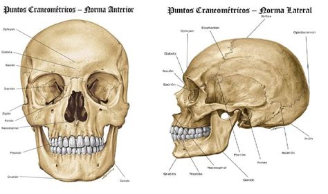 Crani Humà Anatomia Humanoid Sketch Skull Art