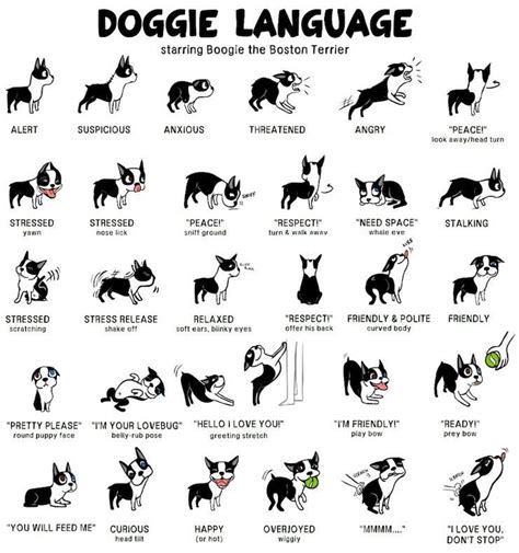 Dog Language Dog Body Language Dog Language Dog Life Hacks
