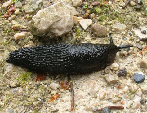Slug Mt Wank Germany Arion Ater European Black Slug Sl Flickr