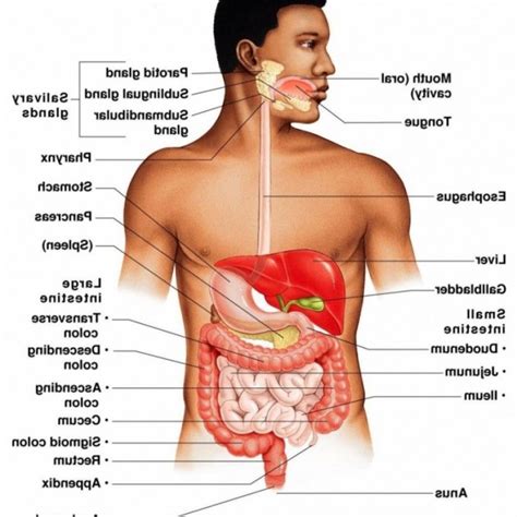 An organ is a collection of tissues joined in a structural unit to serve a common function. Body Organ Location Picture | Digestive system anatomy ...