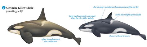 Types Of Killer Whale Guide To Killer Whale Types