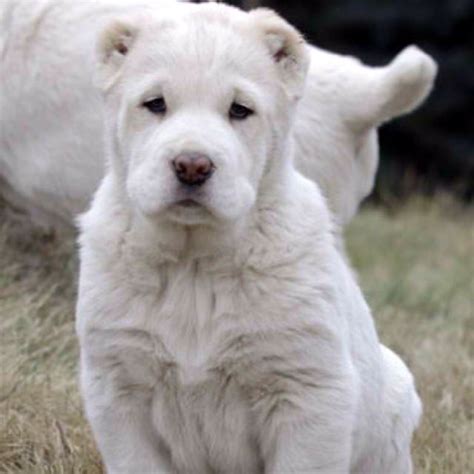 Central Asian Ovcharka Puppy So Beautiful Centralasianovcharka