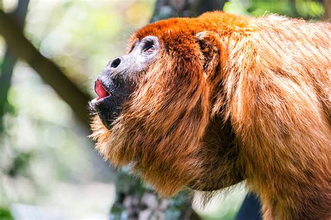 Top 10 Iconic Amazon Rainforest Animals Animals Recuse