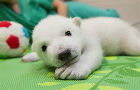 Time Lapse Video Of Adorable Baby Polar Bear Growing From 7 To 83 Days Old