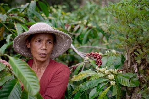 Lihat ulasan wisatawan , foto asli , dan penawaran menarik untuk capsule hotel by nazeki villa di tripadvisor. All-women coffee farms supply Balinese hotels | Tea ...