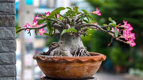 How To Grow A Desert Rose Bunnings Australia