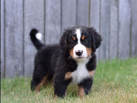 The broad head is flat on the top with a moderate stop. Berners Of Ohio - Bernese Mountain Dog Puppies For Sale
