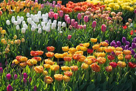 How We Select The Best Flower Bulbs For Your Spring Garden Longfield