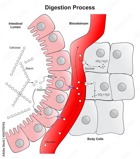 Digestion Process In Human Body Infographic Diagram Cellulose Glucose