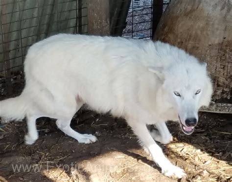 Wolf Hybrids For Sale
